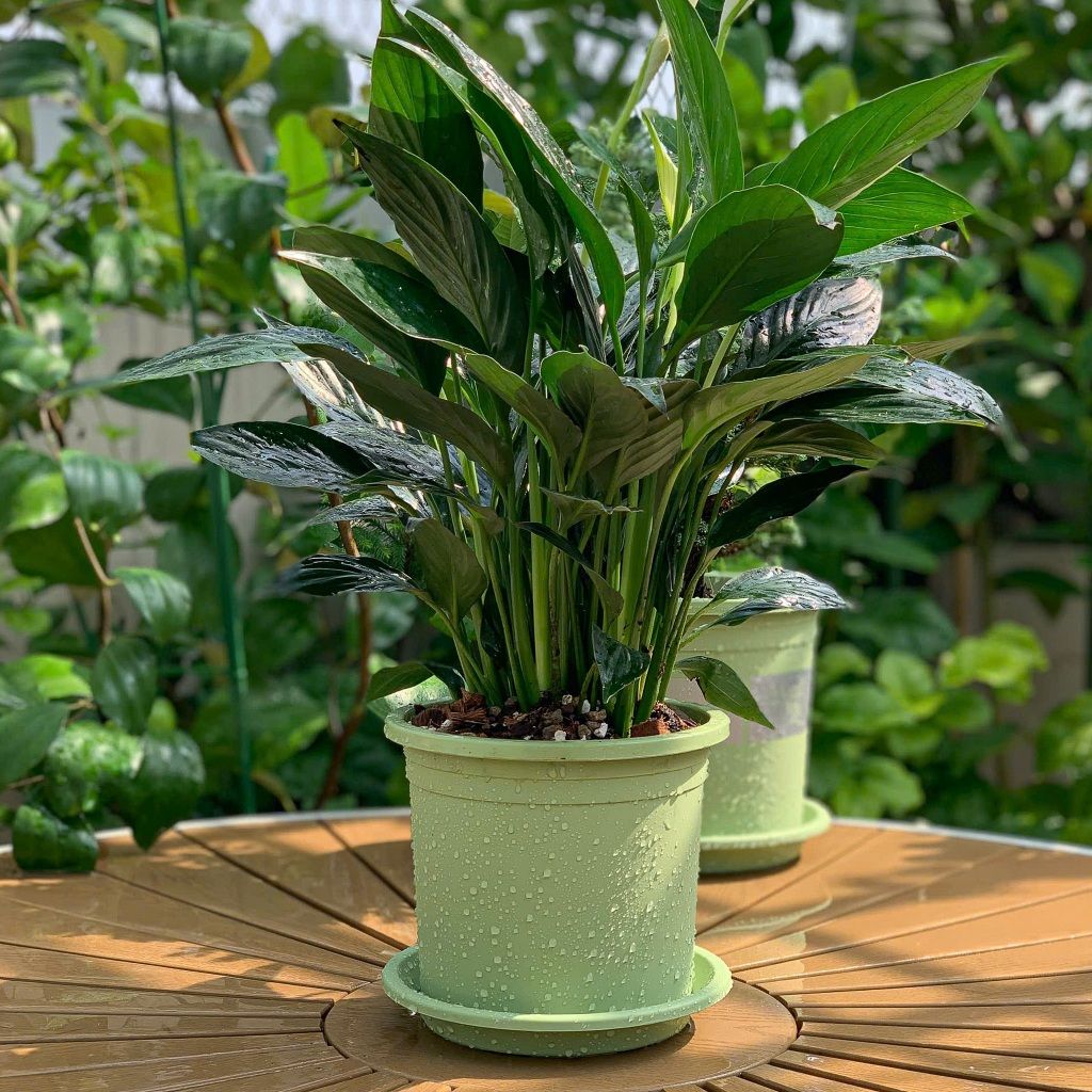  Giá thể trồng kiểng lá VIETPOT, trộn sẵn, chuyên dùng cho cây trong nhà, ngoài trời, Monstera... 