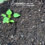  Đất sạch đa dụng VIETPOT, thích hợp trồng rau hoa, củ, quả, cây kiểng, giàu dinh dưỡng, giữ ẩm tốt. 