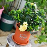  Chậu nhựa trồng cây VIETPOT, size 16x14cm, Sweet Home, hoa hồng, kiểng lá, để bàn, sân vườn. 
