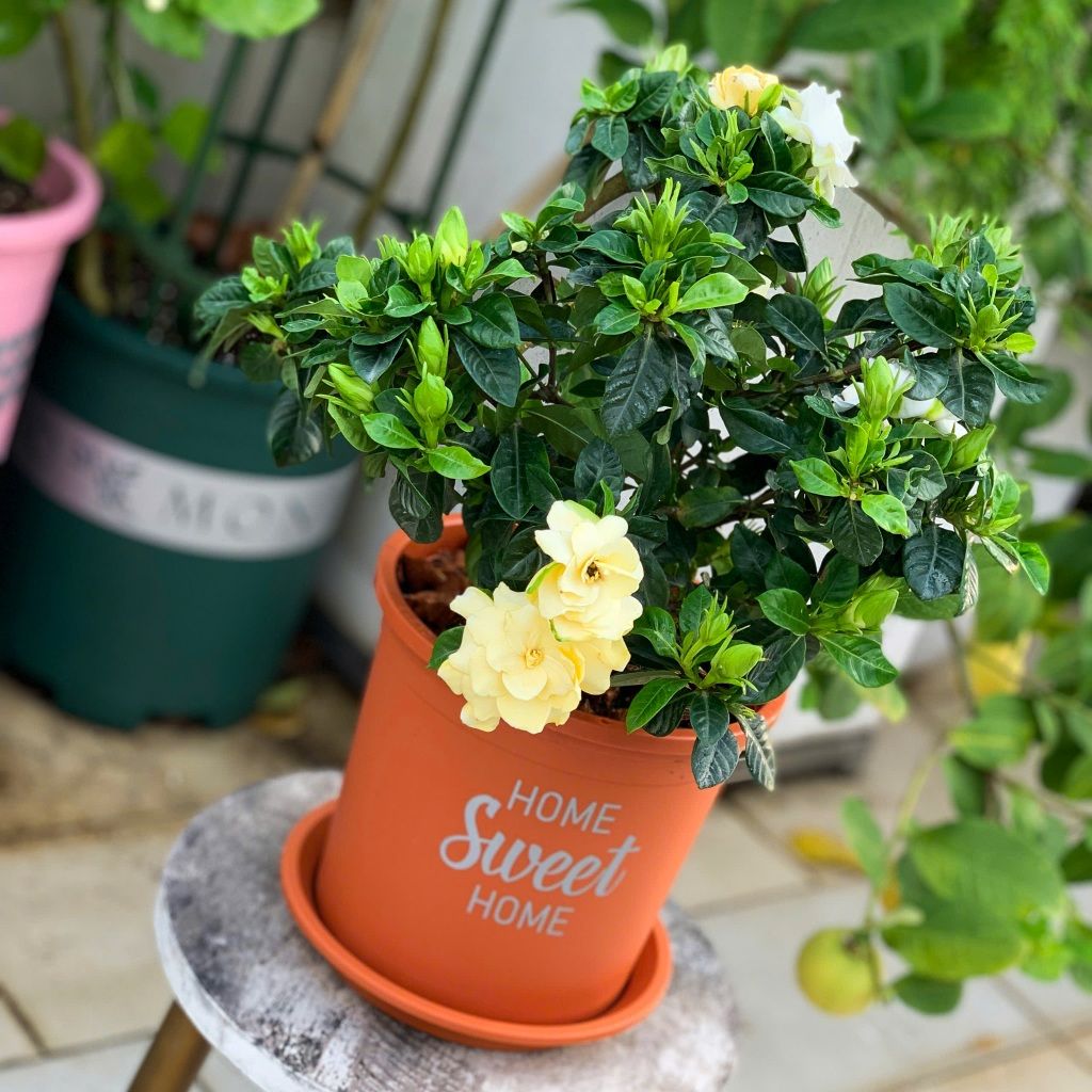  Chậu nhựa trồng cây VIETPOT, size 16x14cm, Sweet Home, hoa hồng, kiểng lá, để bàn, sân vườn. 