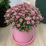 Chậu nhựa trồng cây VIETPOT, màu hồng trơn, trồng kiểng lá, hoa hồng, trang trí ban công, sân vườn. 