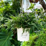  Chậu nhựa treo ban công VIETPOT, hoa văn sweet home, cây kiểng, cây hoa, trang trí sân vườn. 