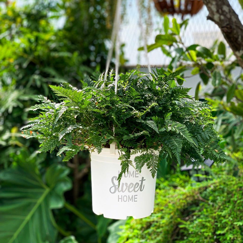  Chậu nhựa treo ban công VIETPOT, hoa văn sweet home, cây kiểng, cây hoa, trang trí sân vườn. 
