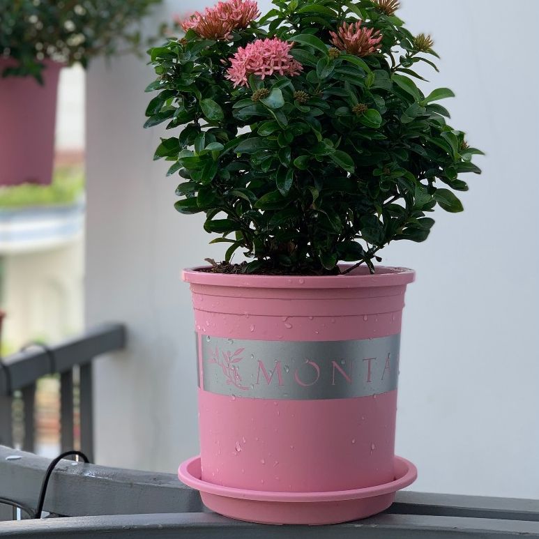  Đĩa nhựa mỏng nhẹ lót chậu cây VIETPOT, màu hồng, cây cảnh, trang trí nhà vườn, ban công 
