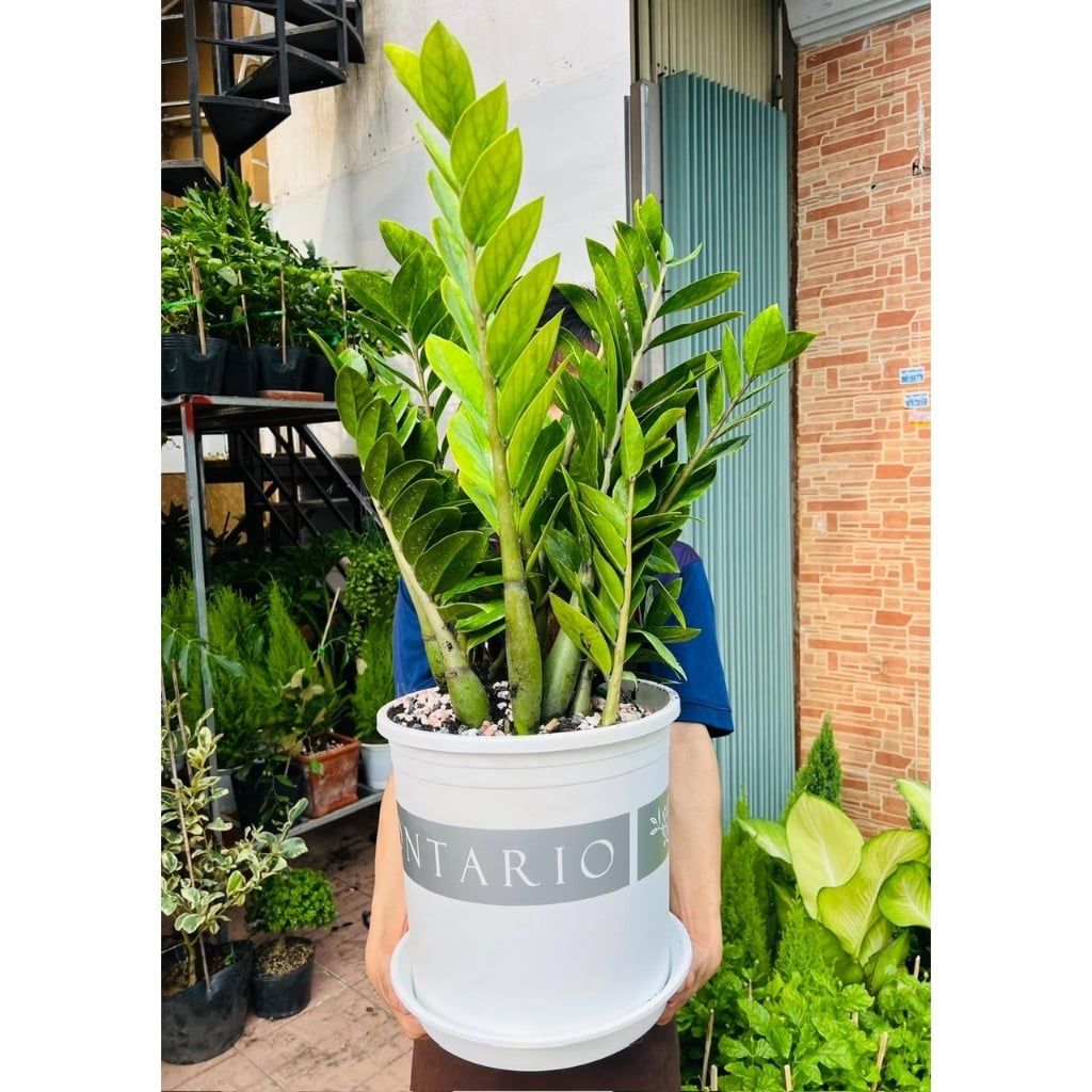  Chậu Nhựa Trồng Cây VIETPOT, size lớn 34x36cm MONTARIO, 6,6gallon, trang trí bàn, sân vườn, ban công 