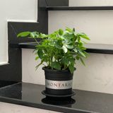  Chậu Nhựa Trồng Cây VIETPOT, size 16x14 Montario, trồng kiểng lá hoa hồng, trang trí sân vườn. 