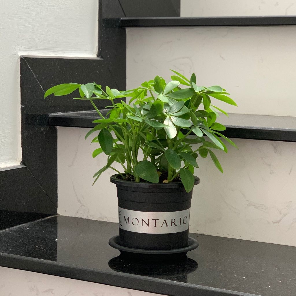  Chậu Nhựa Trồng Cây VIETPOT, size 16x14 Montario, trồng kiểng lá hoa hồng, trang trí sân vườn. 