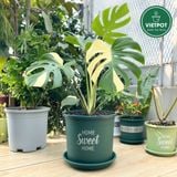  Chậu nhựa trồng cây VIETPOT, màu xanh, hoa văn Sweet Home, trồng hoa kiểng lá, để nhà, sân vườn. 