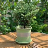  Đĩa nhựa mỏng nhẹ lót chậu cây VIETPOT, xanh mint, cây cảnh, trang trí nhà vườn, ban công 