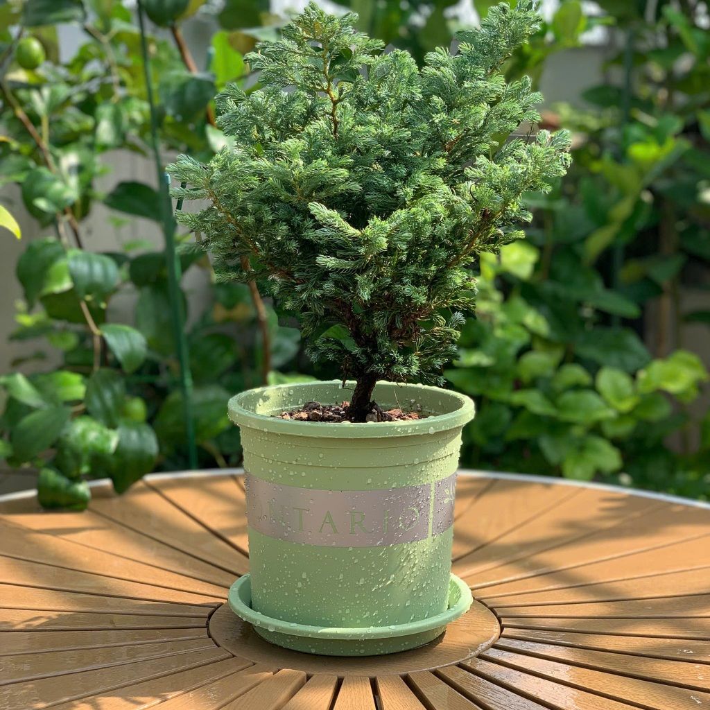 Đĩa nhựa mỏng nhẹ lót chậu cây VIETPOT, xanh mint, cây cảnh, trang trí nhà vườn, ban công 