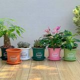  Chậu nhựa trồng cây VIETPOT, size nhỏ 13x11cm, Sweet Home, trồng hoa kiểng, để sân vườn, bàn. 