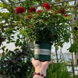  Chậu Nhựa Trồng Cây VIETPOT, size 16x14 Montario, trồng kiểng lá hoa hồng, trang trí sân vườn. 