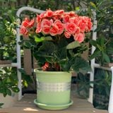  Chậu nhựa trồng cây VIETPOT, size 16x14, hoa văn tim, trồng kiểng lá, hoa hồng, để bàn, vườn. 