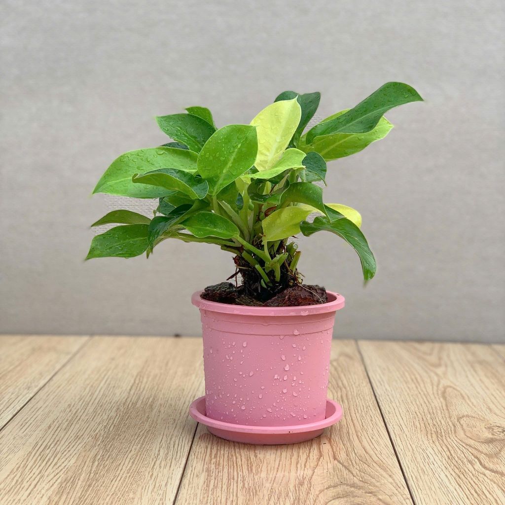  Chậu nhựa trồng cây VIETPOT, size 16x14, Trơn, kiểng lá, hoa hồng, để bàn, trang trí sân vườn. 