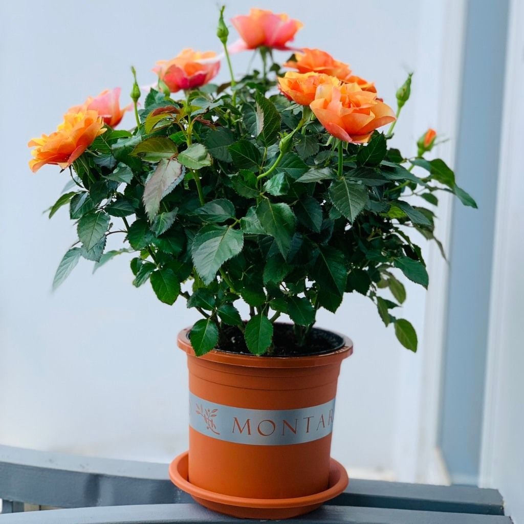  Đĩa nhựa mỏng nhẹ lót chậu cây VIETPOT, màu cam, cây cảnh, trang trí nhà vườn, ban công 