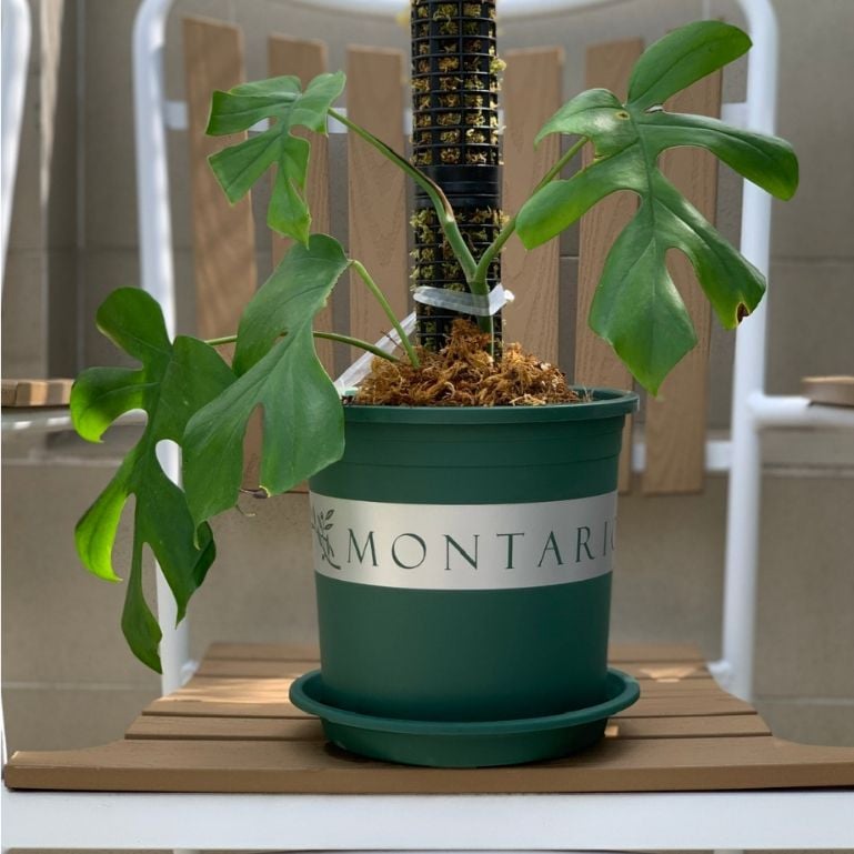  Trụ Nhựa VIETPOT, Gắn Chậu Trồng Kiểng Lá Leo Trụ, Vừa Khớp Nối Các Chậu VIETPOT trang trí sân vườn. 