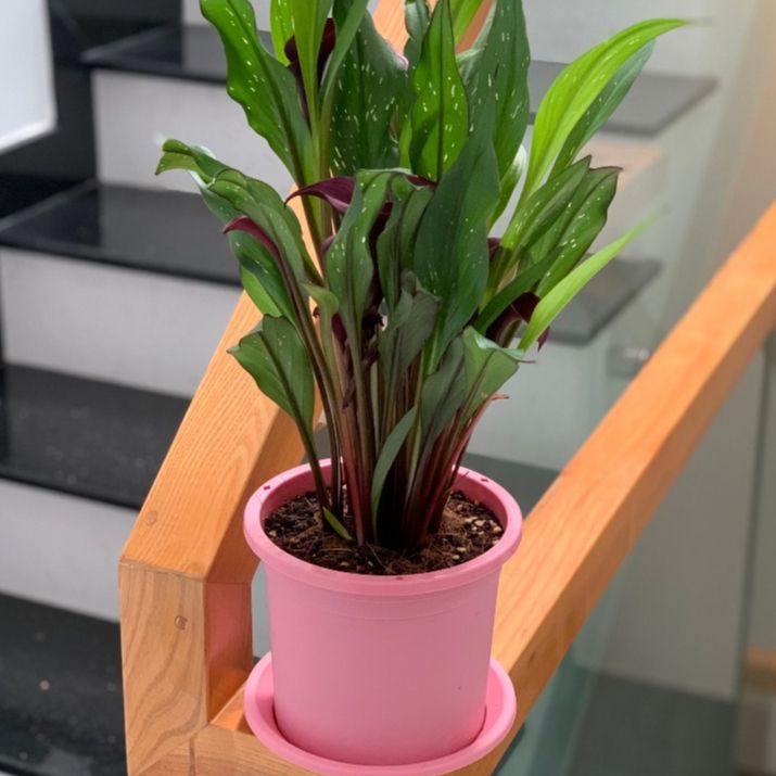  Chậu nhựa trồng cây VIETPOT, size 13x11, trơn, chính hãng, kiếng lá hoa, sen đá, bàn làm việc 