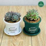  Chậu nhựa trồng cây VIETPOT, size nhỏ 13x11cm, Sweet Home, trồng hoa kiểng, để sân vườn, bàn. 