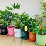  Chậu nhựa trồng cây VIETPOT, size 16x14cm, Sweet Home, hoa hồng, kiểng lá, để bàn, sân vườn. 