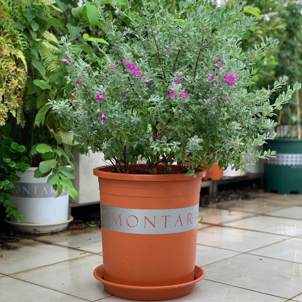  Chậu Nhựa Trồng Cây VIETPOT, size lớn 34x36cm MONTARIO, 6,6gallon, trang trí bàn, sân vườn, ban công 