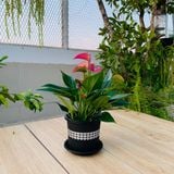  Chậu nhựa trồng cây VIETPOT, size 16x14, hoa văn tim, trồng kiểng lá, hoa hồng, để bàn, vườn. 