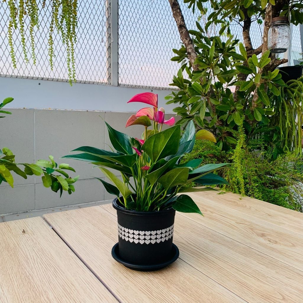  Chậu nhựa trồng cây VIETPOT, size 16x14, hoa văn tim, trồng kiểng lá, hoa hồng, để bàn, vườn. 