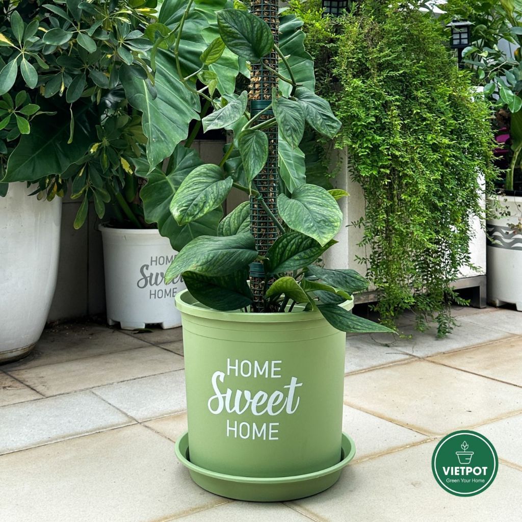  Chậu nhựa trồng cây VIETPOT, màu xanh Mint, hoa văn Sweet Home, trồng hoa kiểng lá, để nhà sân vườn. 