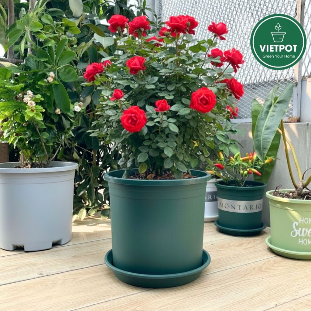  Chậu nhựa trồng cây VIETPOT, màu xanh trơn, trồng hoa kiểng, hoa hồng, để bàn, ban công, sân vườn 