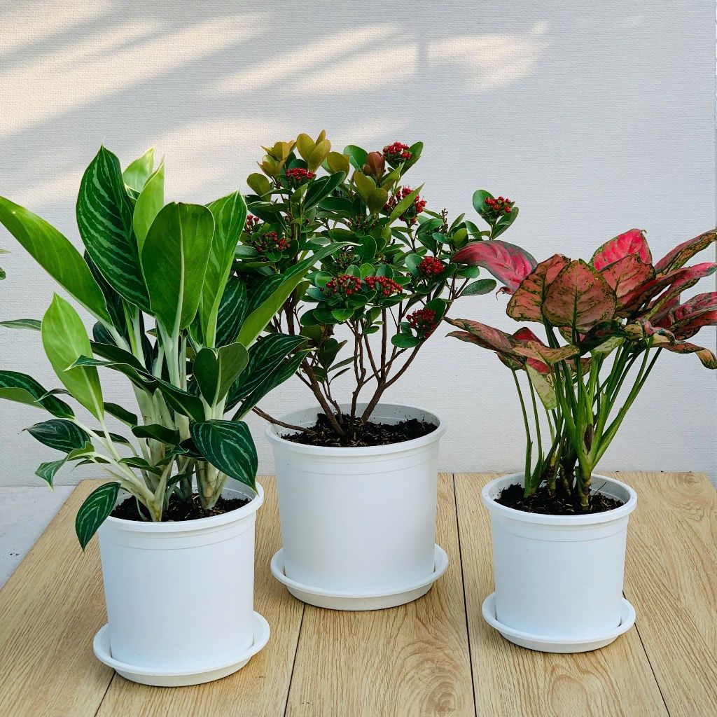  Đĩa nhựa mỏng nhẹ lót chậu cây VIETPOT, màu trắng, cây cảnh, trang trí nhà vườn, ban công 