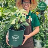  Chậu nhựa trồng cây VIETPOT, màu xanh, hoa văn Sweet Home, trồng hoa kiểng lá, để nhà, sân vườn. 