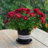  Chậu nhựa trồng cây VIETPOT, size nhỏ 13x11cm, MONTARIO, trồng kiểng lá hoa, để bàn, sân vườn 