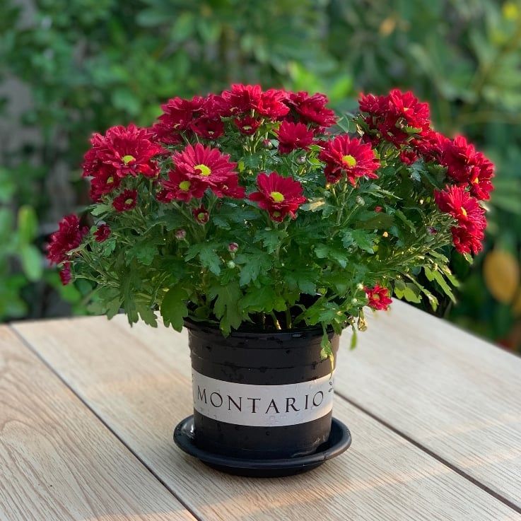  Chậu nhựa trồng cây VIETPOT, size nhỏ 13x11cm, MONTARIO, trồng kiểng lá hoa, để bàn, sân vườn 