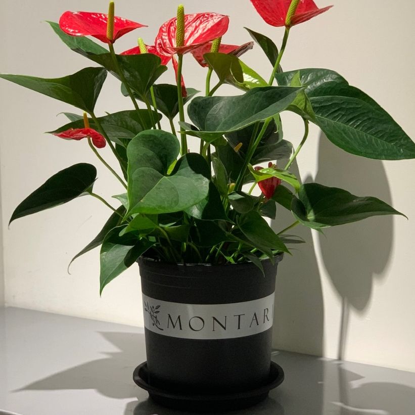  Đĩa nhựa mỏng nhẹ lót chậu cây VIETPOT, màu đen, cây cảnh, trang trí nhà vườn, ban công 