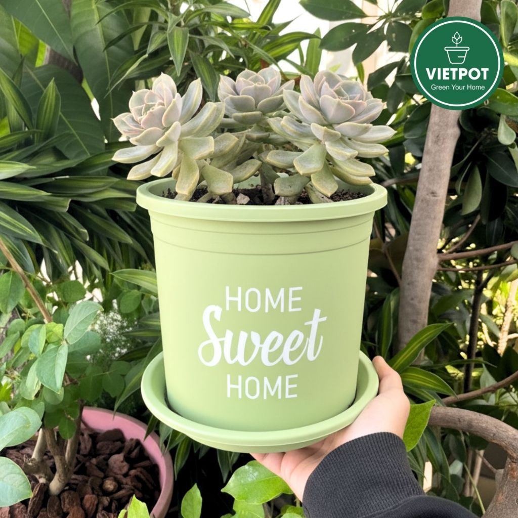  Chậu nhựa trồng cây VIETPOT, màu xanh Mint, hoa văn Sweet Home, trồng hoa kiểng lá, để nhà sân vườn. 