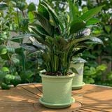  Chậu nhựa trồng cây VIETPOT, xanh Mint Trơn, trồng kiểng lá hoa hồng, để bàn, ban công sân vườn. 