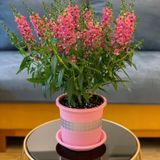  Đĩa nhựa mỏng nhẹ lót chậu cây VIETPOT, màu hồng, cây cảnh, trang trí nhà vườn, ban công 