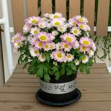  Chậu nhựa trồng cây VIETPOT, size nhỏ 13x11cm, MONTARIO, trồng kiểng lá hoa, để bàn, sân vườn 
