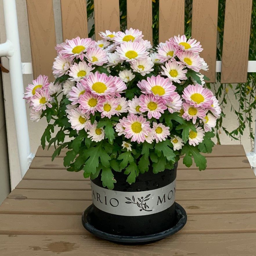  Chậu nhựa trồng cây VIETPOT, size nhỏ 13x11cm, MONTARIO, trồng kiểng lá hoa, để bàn, sân vườn 