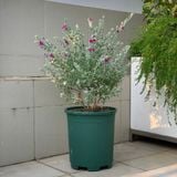  Chậu Nhựa Trồng Cây VIETPOT, size lớn 34x36cm, 6,6gallon, trơn, trang trí bàn, sân vườn, ban công. 