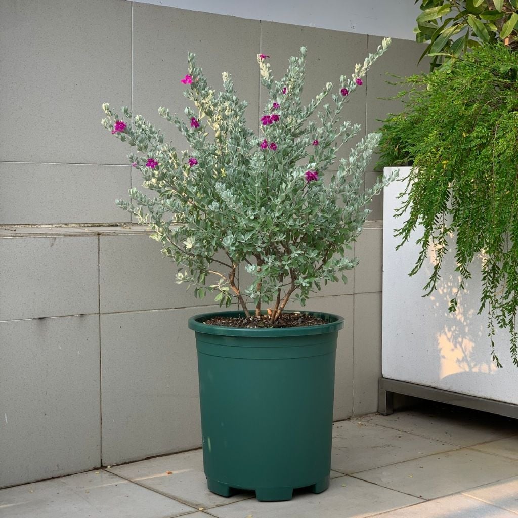  Chậu Nhựa Trồng Cây VIETPOT, size lớn 34x36cm, 6,6gallon, trơn, trang trí bàn, sân vườn, ban công. 