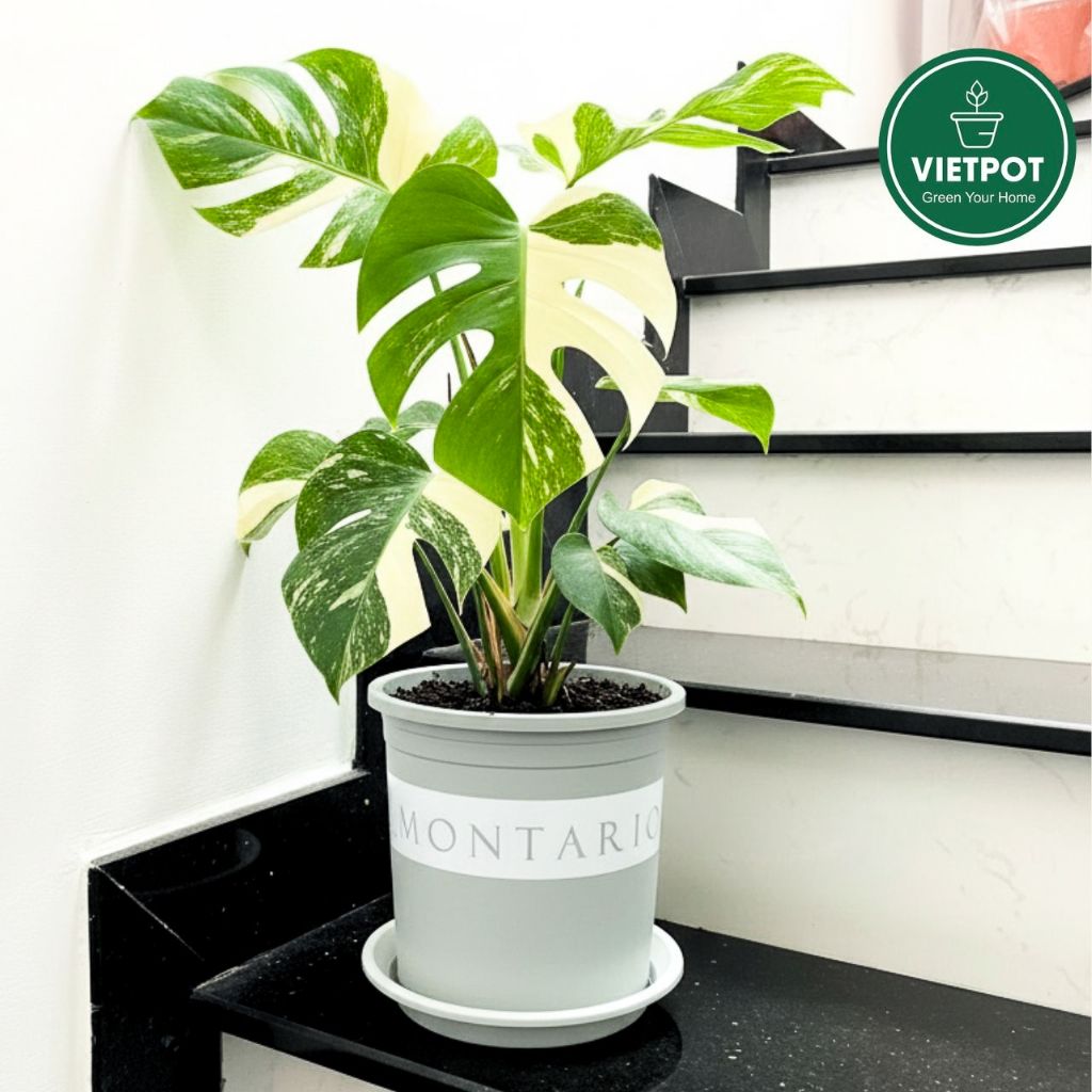  Chậu nhựa trồng cây VIETPOT, màu xám Montario, trồng hoa kiểng, trang trí ban công, sân vườn. 