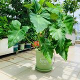  Chậu nhựa trồng cây VIETPOT, size lớn 34x36cm, 6.6gal, Sweet home, trồng hoa kiểng để sân vườn nhà. 