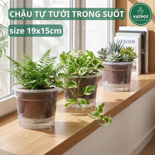  Chậu tự tưới trong suốt VIETPOT, size 19x15cm, thông minh, trang trí nhà cửa, ban công, sân vườn. 