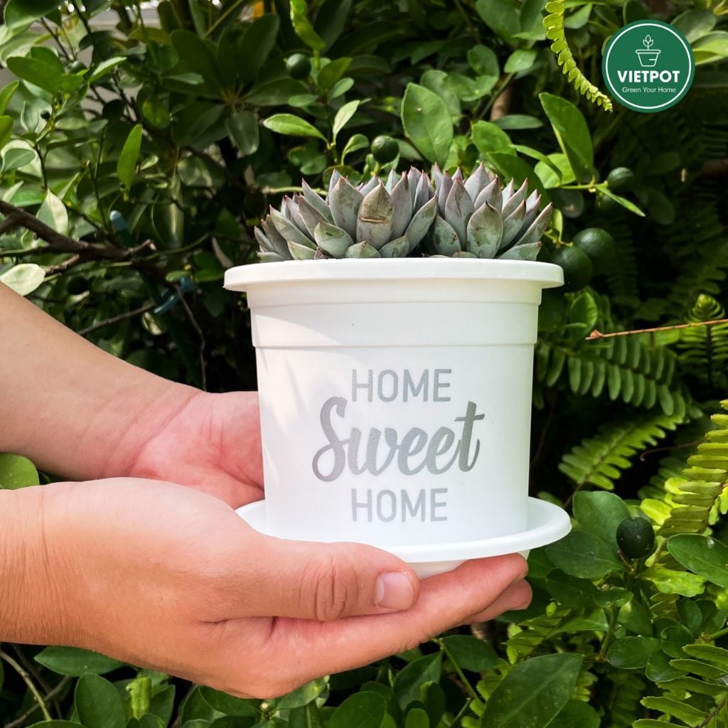  Chậu nhựa trồng cây VIETPOT, size nhỏ 13x11cm, Sweet Home, trồng hoa kiểng, để sân vườn, bàn. 