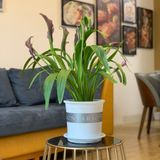 Đĩa nhựa mỏng nhẹ lót chậu cây VIETPOT, màu trắng, cây cảnh, trang trí nhà vườn, ban công 