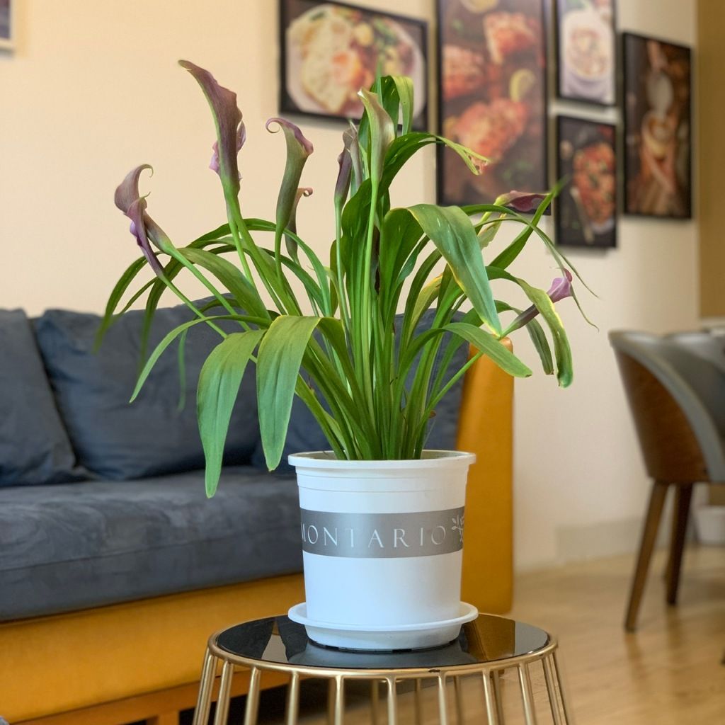  Đĩa nhựa mỏng nhẹ lót chậu cây VIETPOT, màu trắng, cây cảnh, trang trí nhà vườn, ban công 