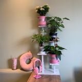  Chậu nhựa trồng cây VIETPOT, size nhỏ 13x11cm, hoa văn Tim, trồng hoa kiểng, để bàn, sân vườn 