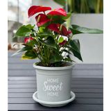  Chậu nhựa trồng cây VIETPOT, màu xám, hoa văn Sweet Home, trồng hoa kiểng lá, để nhà, sân vườn. 