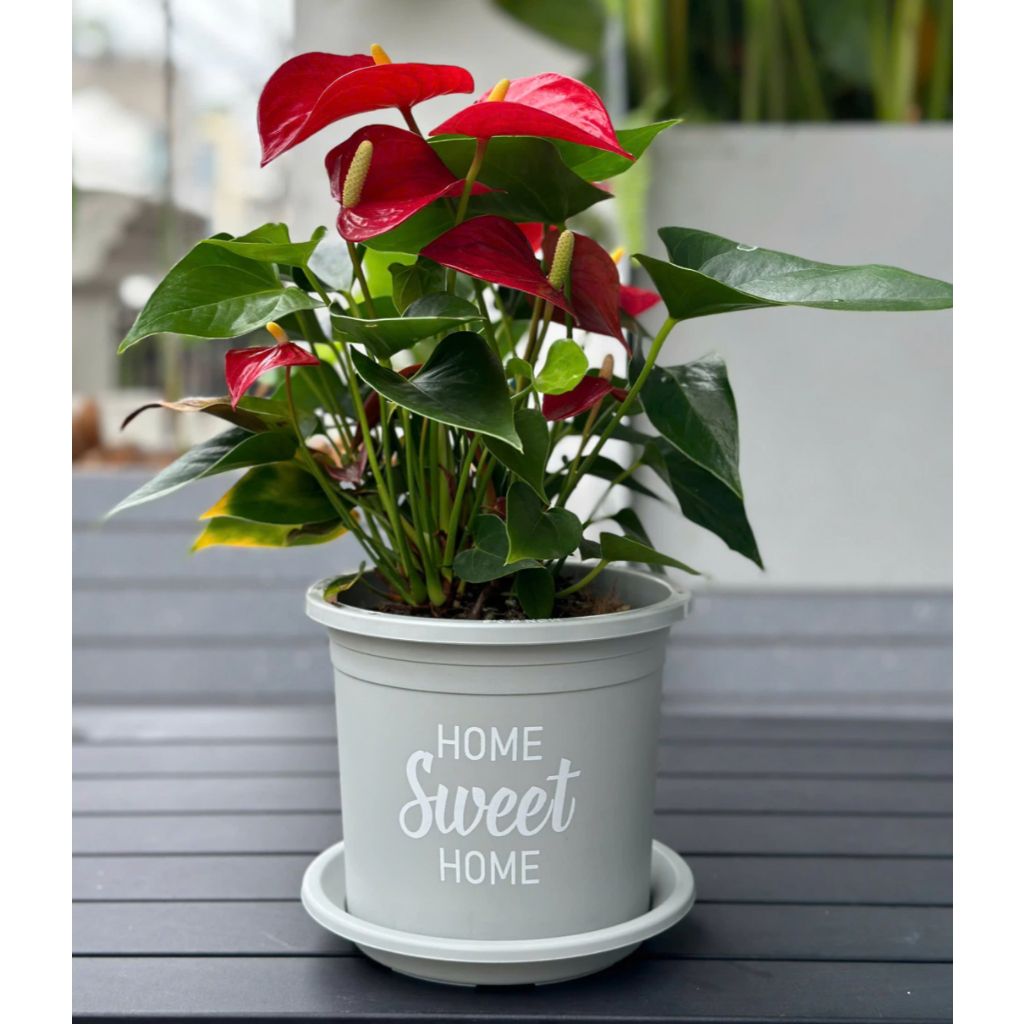  Chậu nhựa trồng cây VIETPOT, màu xám, hoa văn Sweet Home, trồng hoa kiểng lá, để nhà, sân vườn. 