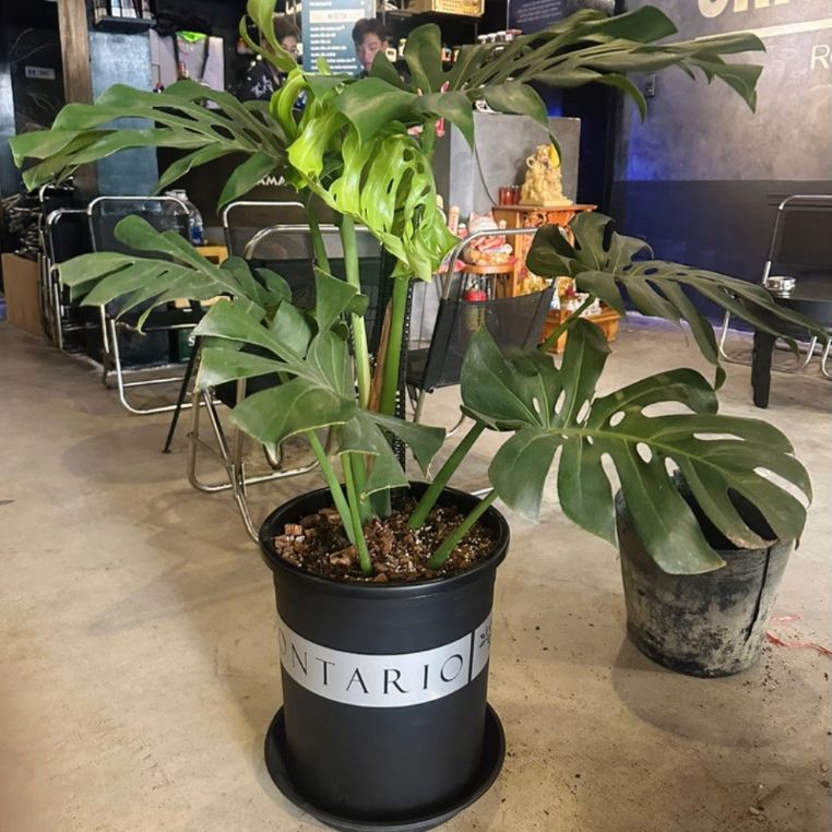  Chậu Nhựa Trồng Cây VIETPOT, size lớn 34x36cm MONTARIO, 6,6gallon, trang trí bàn, sân vườn, ban công 